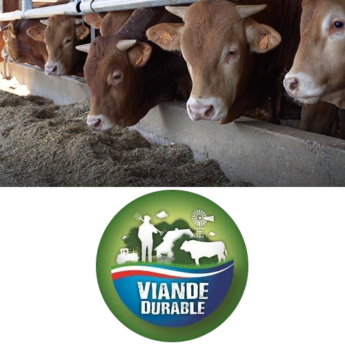 Bovineo : La filière viande durable Beter Leven