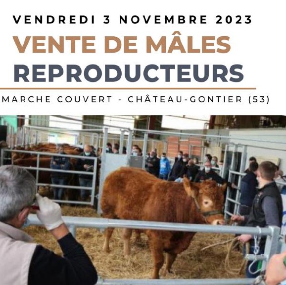 Bovineo : Vente de mâles reproducteurs limousins