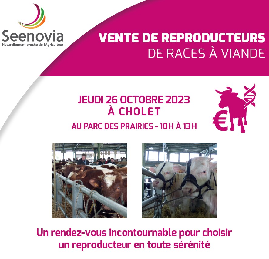 Bovineo : Vente de reproducteurs races à viande