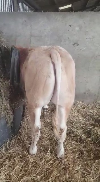 Bovineo : photo de SALU disponible à la vente