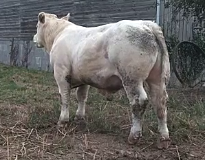 Bovineo : photo de SIMBA disponible à la vente