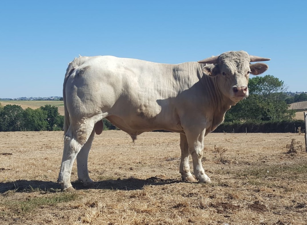 Bovineo : photo de RESSUSCITE disponible à la vente