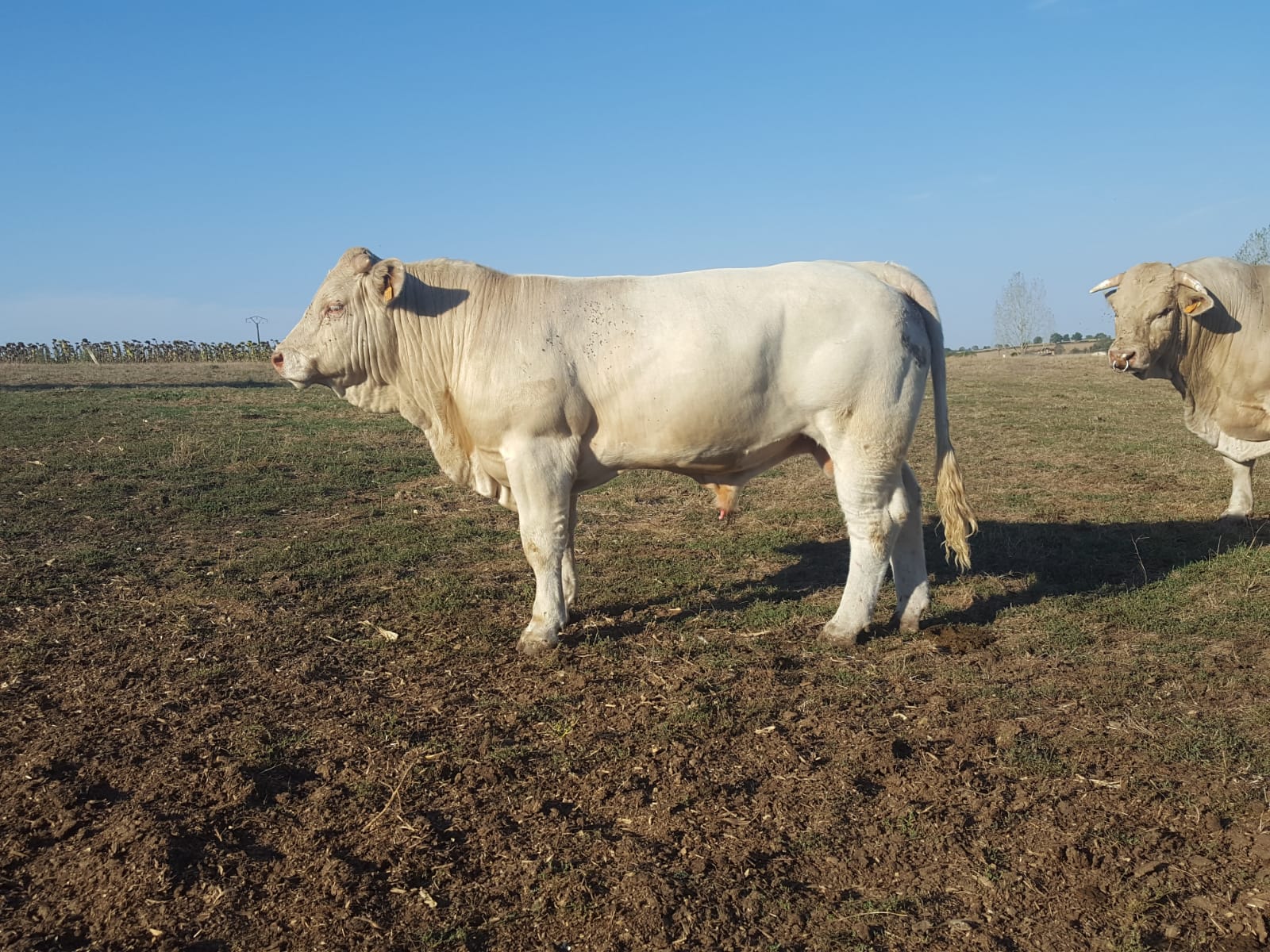 Bovineo : photo de SALVADOR disponible à la vente