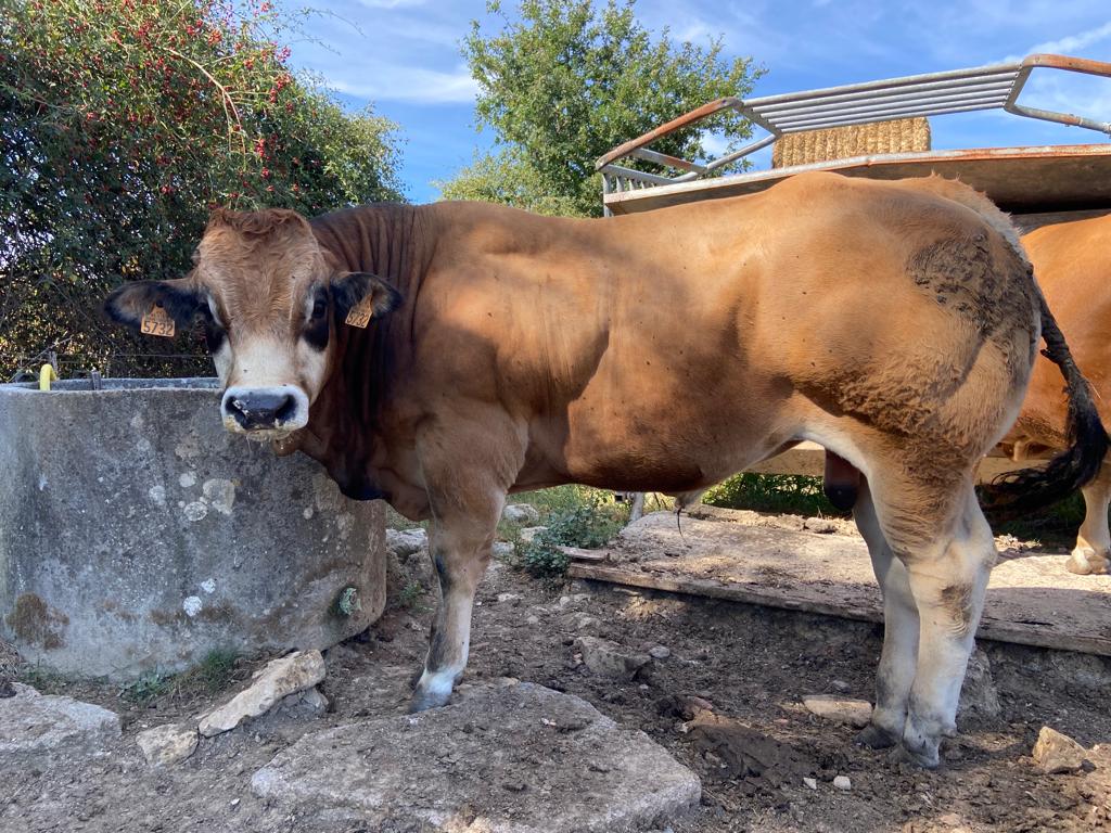 Bovineo : photo de SIRIUS disponible à la vente
