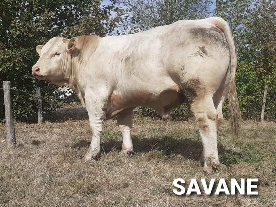 Bovineo : photo de SAVANE disponible à la vente