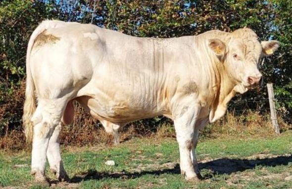Bovineo : photo de SABRE disponible à la vente